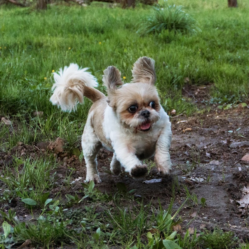 Retusz zdjęcia psa (shih tzu) — po retuszu