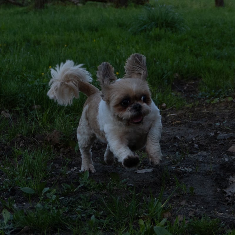 Retusz zdjęcia psa (shih tzu) — przed retuszem